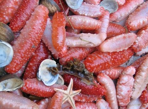 interesse Rødpølse Norwegian red sea cucumber (Parastichopus