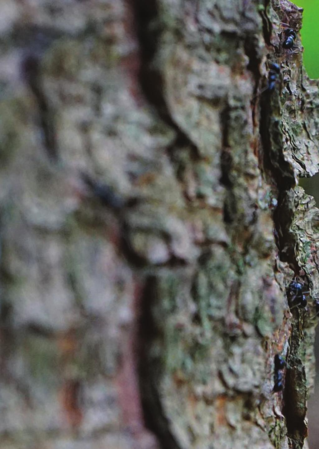 Fra samarbeid til fusjon Glommen Skog og Mjøsen Skog er begge ledende aktører innenfor hver sin geograﬁ, er samvirkeforetak og har lange tradisjoner for et godt samarbeid.