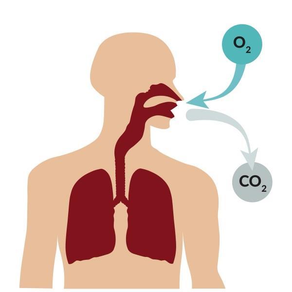Respirasjonssvikt Med sykdomsprogresjon vil mange pasienter utvikle respirasjonssvikt Redusert innhold av oksygen i blodet (hypoksemi)