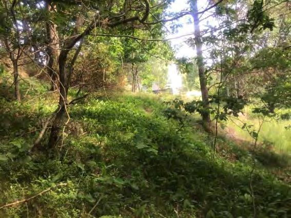 Svært lav Lav Moderat Høy Svært høy Lågurteikeskog. Foto: Kristina Frøiland Svare Lågurteikeskog.