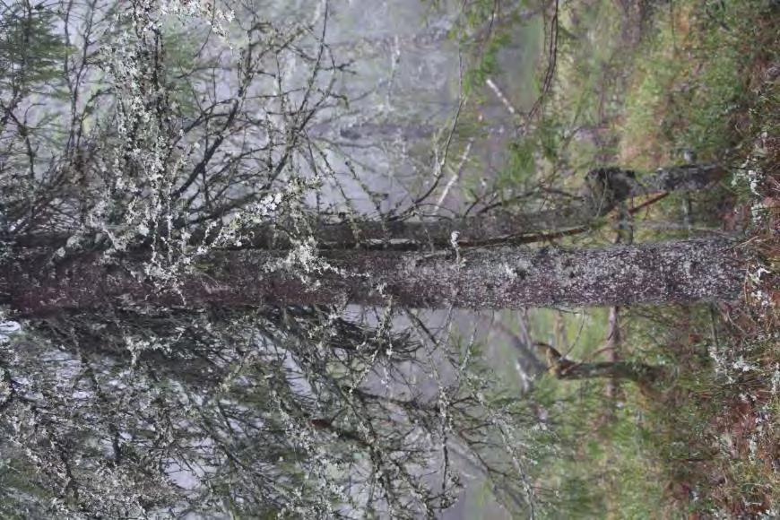 Natur i dårlig tilstand og med lite naturmangfold skal kartlegges Kartlegging i alle hovedøkosystem