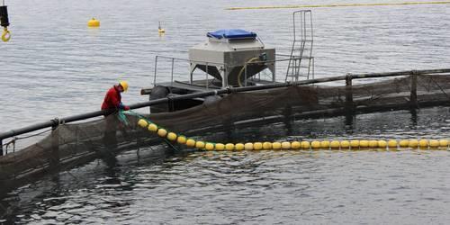 antall, fôrmengde, fôrfaktor Målerammer 100 fisk målt ved not