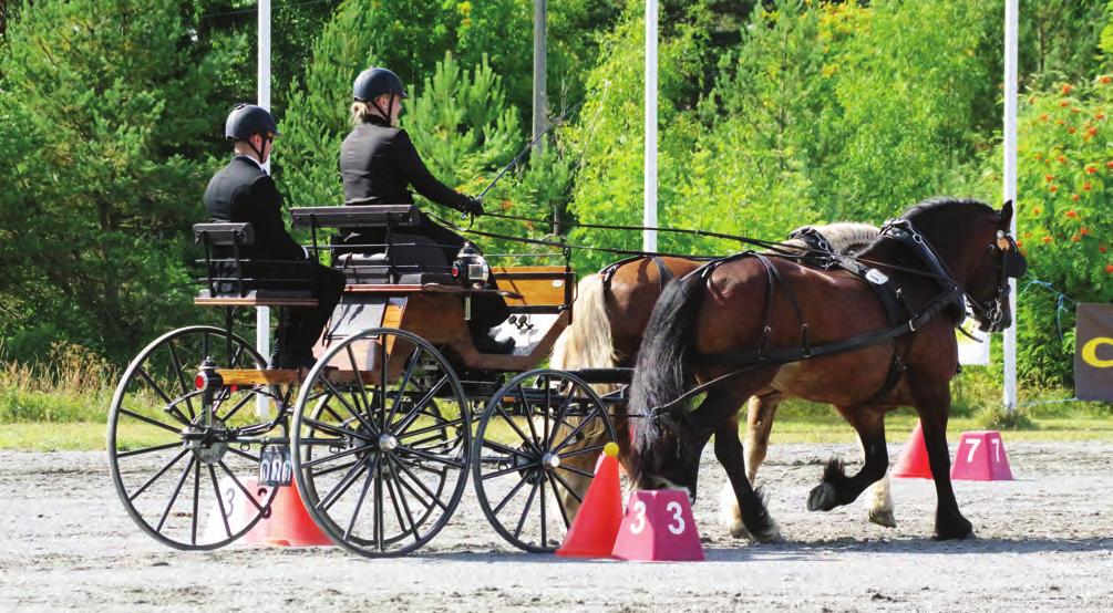 Det er mange ulike aktiviteter som arrangeres på Norsk Hestesenter, slik som NM i kjøring som ble avholdt på anlegget i juli. etter overnatting og oppstalling.