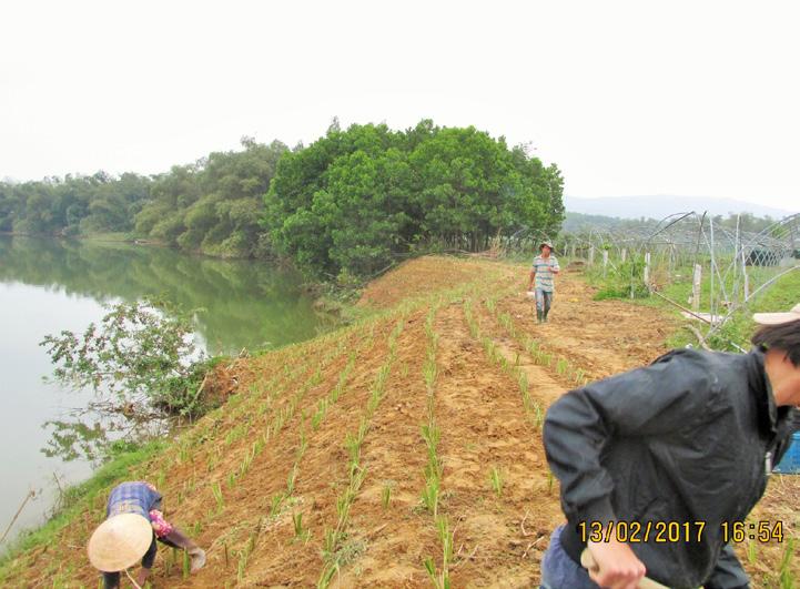 Nhơn thực hiện trồng Vetiver dọc 100m bờ sông đang bị sạt lở nghiêm trọng tại vườn rau An Toàn, thôn Thạch Nham Tây, Xã Hòa Nhơn, Huyện Hòa Vang, Đà Nẵng.