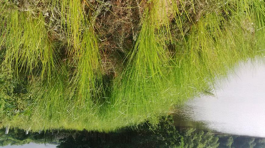 Như vậy, theo các kết quả ban đầu, có thể sử dụng cỏ Vetiver cho việc làm sạch nước ô nhiễm các chất hữu cơ và một số kim loại nặng.