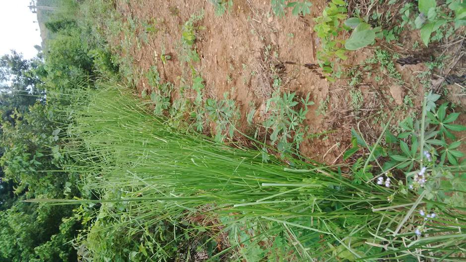 1. Canh tác Nông nghiệp bền vững trên đất dốc tại các tỉnh Tây Nguyên, Việt Nam Soil Conservation and Slope Cultivation in Central Highlands, Vietnam Như đã được chứng minh, hệ cỏ Vetiver cung cấp
