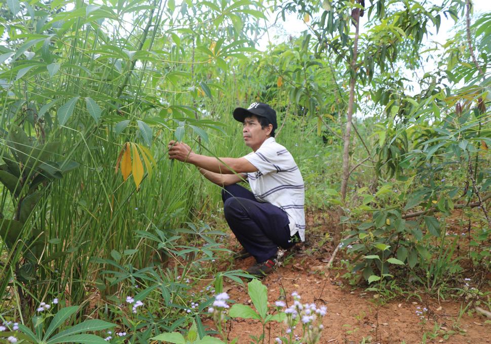 DakRoWa commune, KonTum province; VNVN established a nursery to supply free Vetiver tillers to new pilots within the community. The nursery is managed by the local Vetiver team.