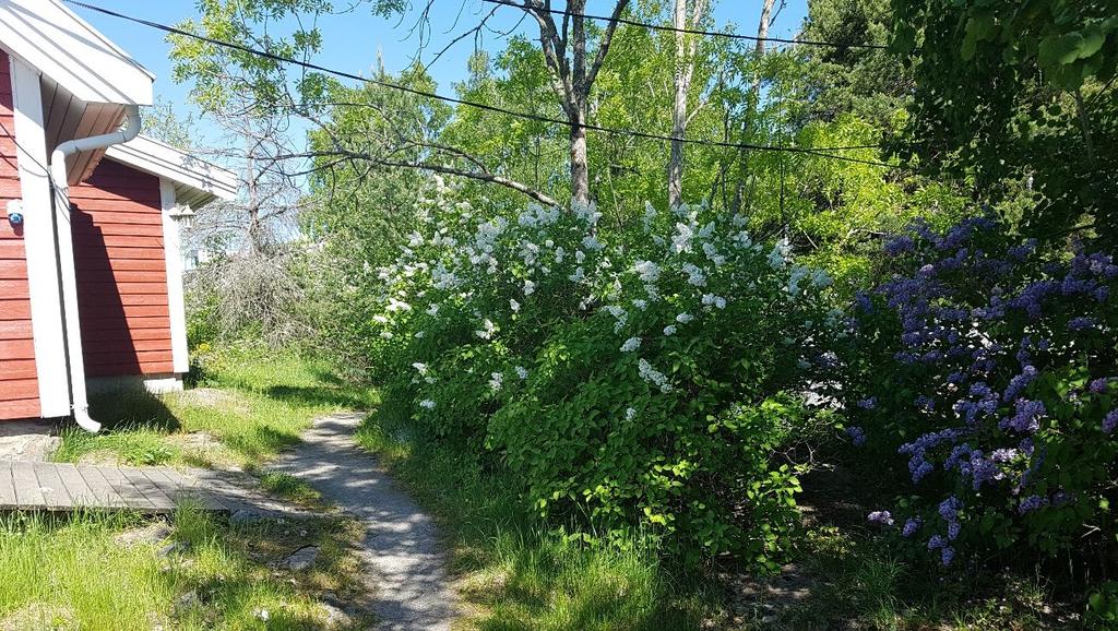 (svart) ved befaring 24.05.2018. Figur 5.