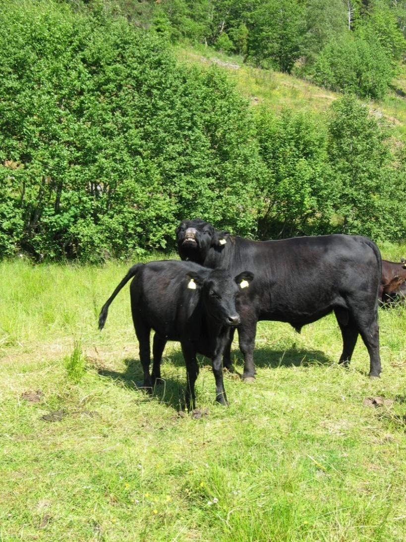 God kalveavkastning forutsetter god fruktbarhet Gode drektighetsresultater Lav kalvedødelighet God tilvekst på kalvene Reproduksjonseffektivtet viktig for