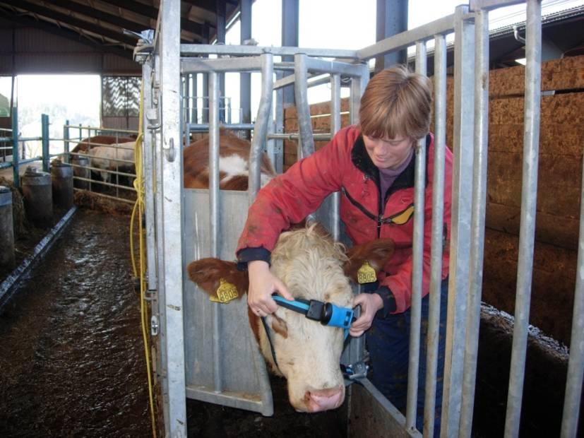 Utprøving på kjøttfe erfaringer og resultater Noe lavere aktivitetsnivå på kjøttfe sammenlignet med mjølkeraser Justering av alarmgrense anbefales Utprøvingen kan tyde på lavere