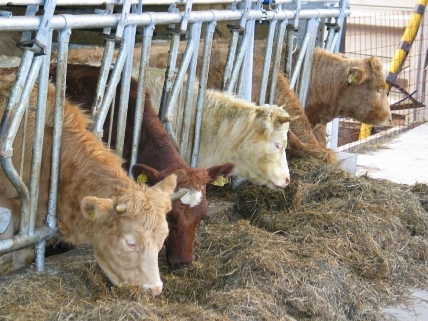 Fruktbarhet og fôring Energibehov Størrelse og ernæringstilsand på kvigene ved ins.