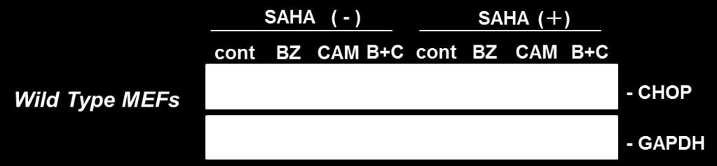 BZ 48 H226 HDAC6 Dynein BZ CAM