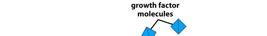 Vascular Endothelial Growth Factor Receptor (VEGF) VEGF is a transmembrane receptor VEGF stimulates the formation