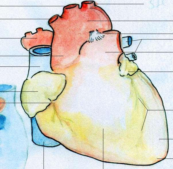 Hjertets fremside A. carotis communis Trucus brachiocepahlicus Høyre lungevene Aorta ascendens Vena cava superior/ øvre hulevene Høyre aurikkel Høyre koronaraterie/ kransarterie A.