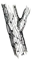 TILRETTELEGGING AV STIER Ved kvisting skal greina kappes inntil stammen, men uten at barken skades. Sag greina av ved greinputa. Det legges inn et underliggende snitt på greina før du sager den av.