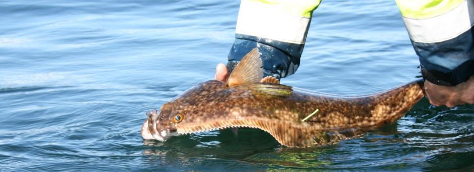 Forskrift om utøvelse av fisket i sjøen 48 Forbud mot utkast All fangst av fisk utenom området beskrevet i 3 nr. 4 (Skagerrak) skal føres i land. Dette gjelder likevel ikke for: 1. 2.