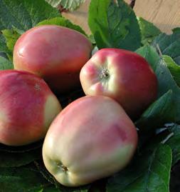 november, Lystgården Smak på deilige epler og bli med på å kåre årets beste eplesort. Vi får besøk av epleprodusenter og epleforskere.