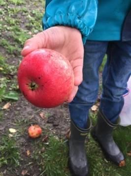 Fra halvårsplanen høsten 2018: Spiselig i naturen vi safter og sylter Barna lærer om hva naturen har å by på av spiselig og hvordan vi safter og sylter.