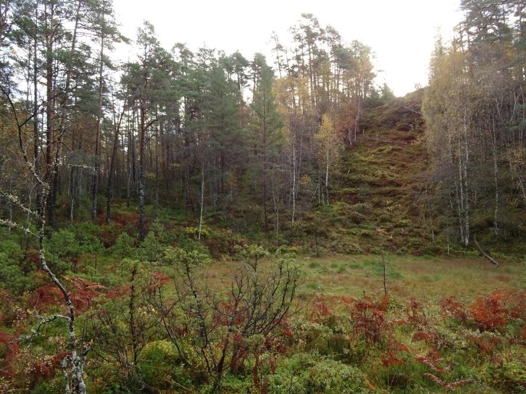 Klepsland Myr og myrskog nord for