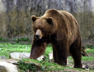 Grizzlybjørnen kan bli opptil 500 kg og 2,5 meter lang. Har du lyst til å bli en enda bedre matematikklærer? Høsten 2017 har du muligheten til å studere Matematikk 2, 5.-10. trinn som nettstudent.