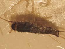 Giftbruk innendørs kan føre til at insektene en periode holder seg vekk fra det behandlede området og i steden oppholder seg inne i konstruksjoner - slik at man kun har fjernet symptomene til en
