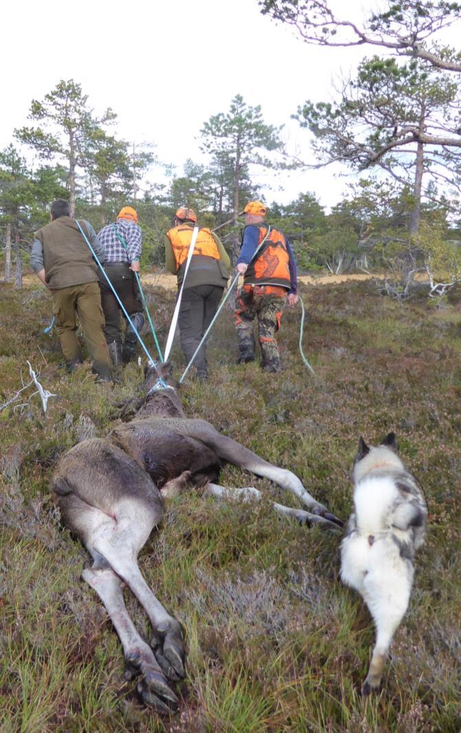Reduksjon av hjorteviltbestander rundt Nordfjella Fokus på dette før kommende jaktsesong samla faglig grunnlag, og støtte til viltforvaltninga lokalt i de aktuelle 15