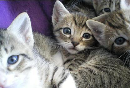 Oppgåve 2 Katten til Mina har fått tre kattungar. Den eine veg 0,12 kg. Den andre veg 95 g. Den tredje veg 1,1 hg. a) Kor mykje veg dei tre kattungane til saman?