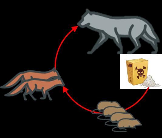 I avsnittet «Resultater og diskusjon» gis en ytterligere utdyping av fødevalg hos rovdyrartene som er inkludert i rapporten. Figur 2.