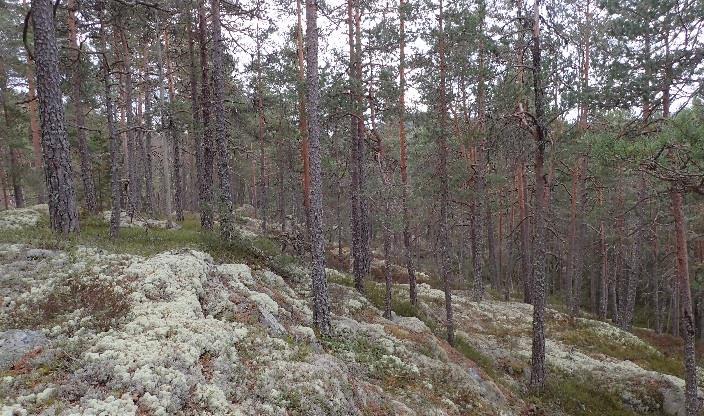 Rapport arkeologisk registrering 9 3.1 Terrenget Planområdet ligger i utmarka sør og øst for tettbebyggelsen på Nordagutu.