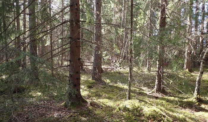 Undervegetasjonen er mer variert, fra tørre lav- og lyng heier, til mer frodig gras og krattområder der tilgangen til fuktighet er større.