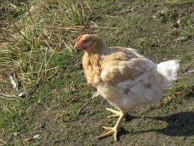 Nortura, som er den største aktøren i både leveranse av daggamle kyllinger og avtaker av ferdige broilere, er tydelig på at det er lite aktuelt med en to løps ordning, med begge varianter i