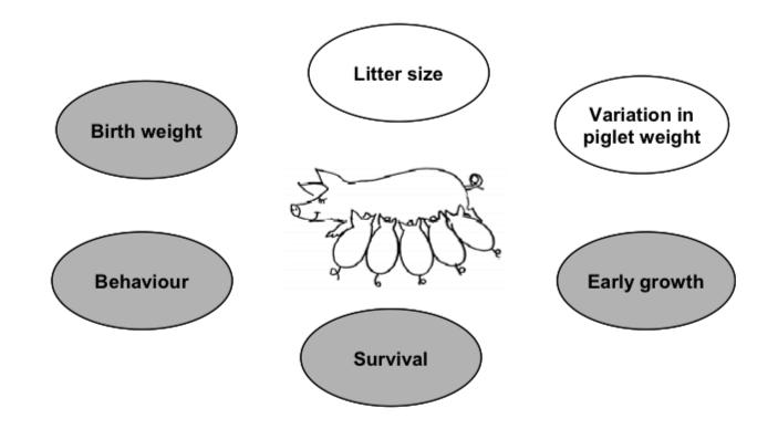Figure 1 Aspects affecting the maternal ability of the sow (Grandinson et al.