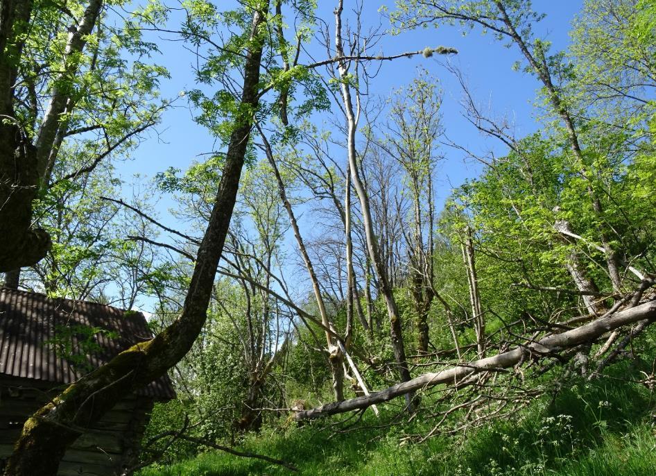 Askehage like nedenfor innmarka på Vestrheim hvor det er flere trær med askeglye, og hvor askeskuddsyken har rammet i varierende grad. Enkelte trær er døde.