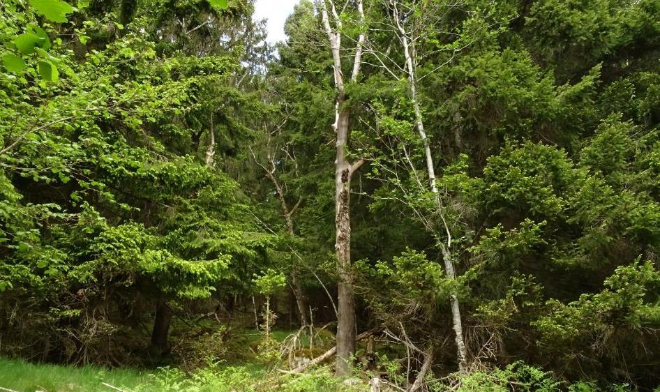 Det ble også plantet mye gran mellom eldre løvtrær i åpen edelløvskog og på kulturmark med styvingstrær/ lauvingstrær.