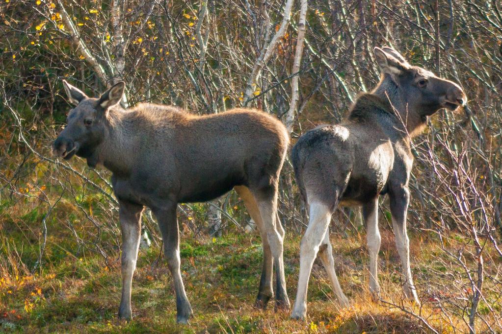 1667 Bestandsreduksjon av elg og hjort i Nordfjellaregionen i perioden 2019-2020 Forslag til avskytingsstrategier Erling