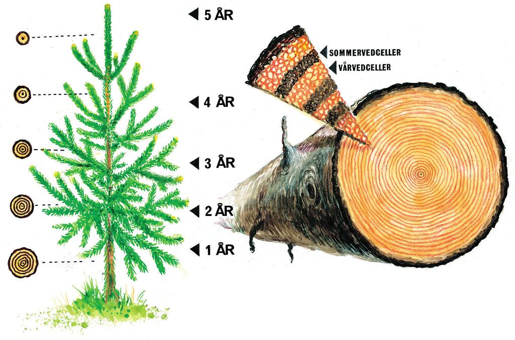Den store etterspørselen etter trelast gjorde dimensjonshogstene til den dominerende hogstformen på 1600-, 1700- og 1800-tallet. Hogstformen rammet ofte de beste trærne.