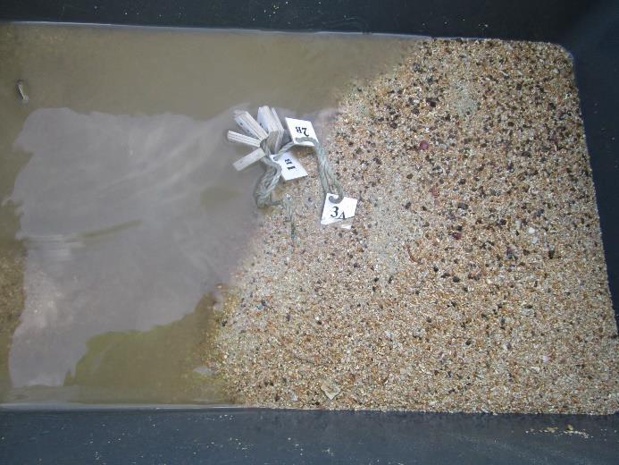 2 Sediment før vask. Lapp indikerer stasjonsnummer. Figur V9.