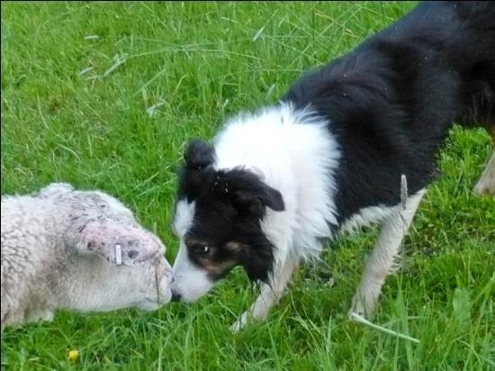 til å forme hunden sjølv.