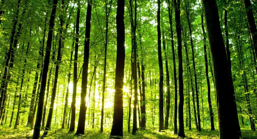 Skogen spiller en nøkkelrolle i bioøkonomi og sirkulærøkonomi Kjemisk Biodrivstoff Lignin Fiskefôr
