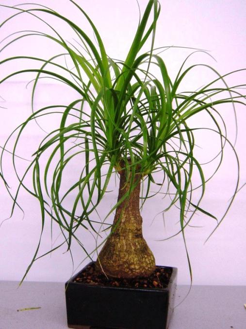 12. Hva kalles denne planten (beaucarnea recurvata) når den selges på norske hagesentre?