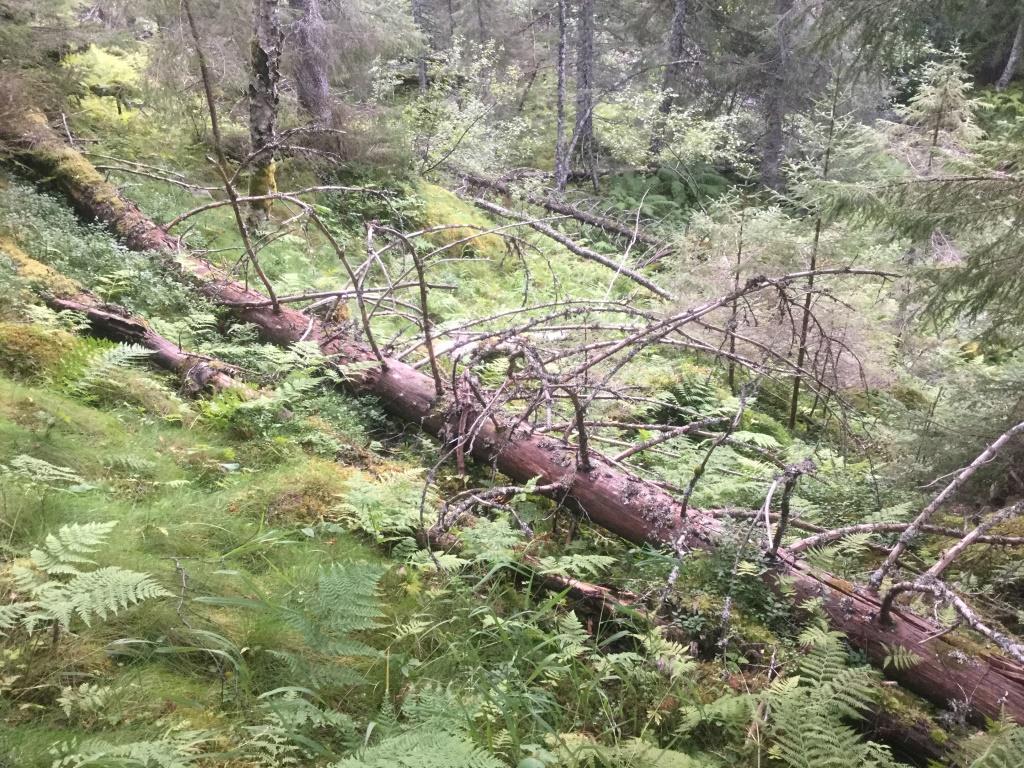 kjernelokalitet 1 er dominert av ferske og middels