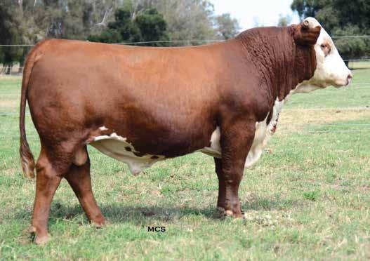 5139R SONS Lot 8 Lot 8 combines the consistent phenotype of these flush brothers with the highest genetic indicators for carcass traits and calving-ease, all while complimenting his numerical prowess