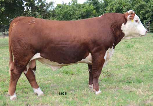 5139R SONS Lot 10 The progeny of Outcross are amazing and his semen is hard to come by so you better take advantage of the opportunity to own direct sons when you can.