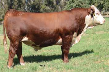 20 +325 +402 +105 This bull combines the best of the Cooper and Holden programs to yield phenotype, added muscle, rib and bone with tremendous potential to transmit his unique look to his progeny