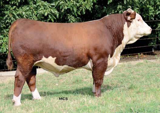 T90 SONS Lot 14 This Catapult son of T90 offers tremendous spring of rib and volume suggesting that he will sire low maintenance progeny that adapt to any environment. Ranks in the top 15% for Milk.