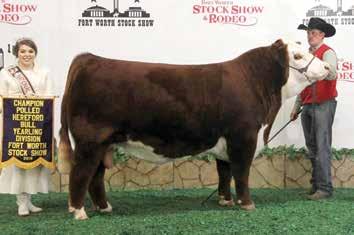 8015 s full sister, SR 95T Maiden 8043 ET, sold as Lot 11 in the 2018 Western Treasures and was the $13,000 selection of GKB Cattle Co.