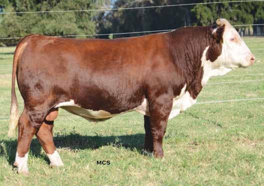 FAST FORWARD SONS Lot 20 Ranks in the top 10% for BW; top 15% for CED. Dam posts ratios of 3@93 for BW; 2@103 for WW; 1@106 for YW; 17@102 for RE; 17@101 for IMF.