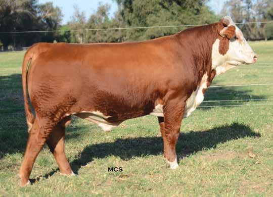 FAST FORWARD SONS Lot 24 Check out the impressive spread from BW to YW that this Fast Forward son offers! Ranks in the top 10% for YW; top 20% for WW; top 25% for CWT.