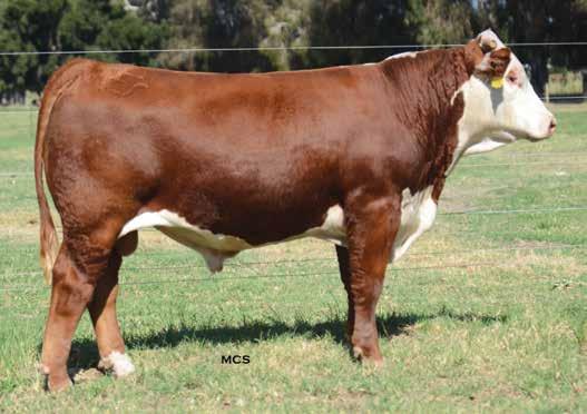 Goldrianna 3001 ET, the third-dam of Lot 24, is a maternal sister to Moler and Channing and has been a prolific producer in the Barber herd.