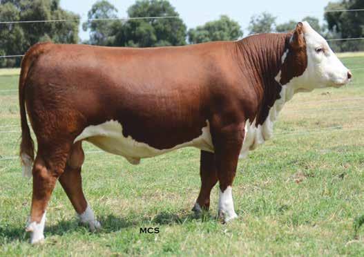Lot 30 Ranks in the top 10% for Milk; top 15% for CED, BW and Marb. This candidate for heifer service combines the two powerful donors, T90 and 9144W into one pedigree.